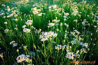 野生韭菜花