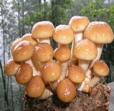 滑菇