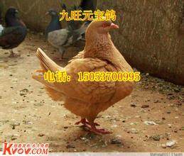 王鸽