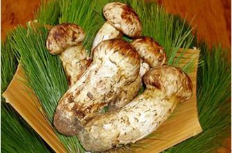 恒山松茸