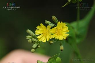 黄瓜菜