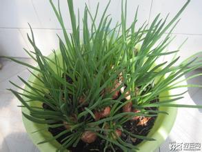 小毛葱