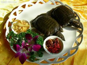 朱桥甲鱼