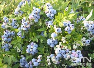 大兴安岭蓝莓