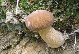 绥芬河牛肝菌