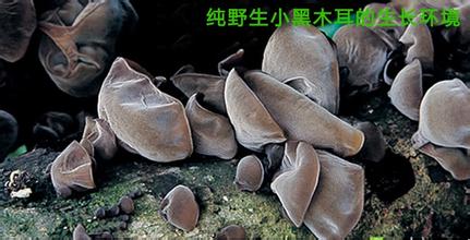 大兴安岭黑木耳