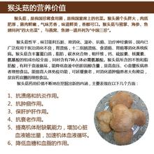 镜泊猴头蘑