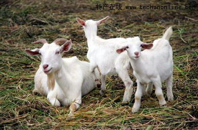 崇明白山羊