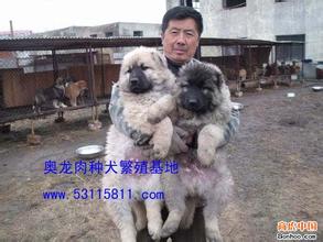 肉狗