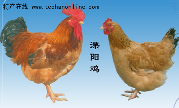 溧阳鸡