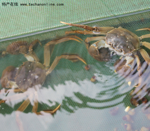 太湖蟹