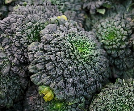 宝应核桃乌青菜