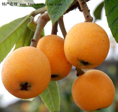 路桥枇杷