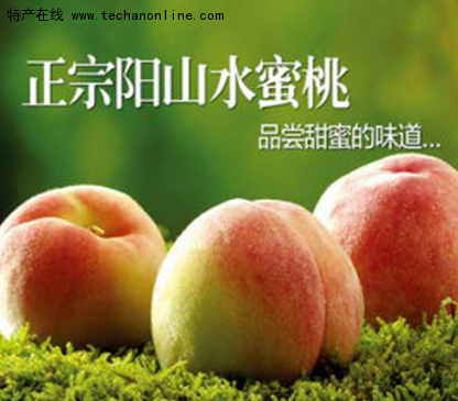 阳山水蜜桃
