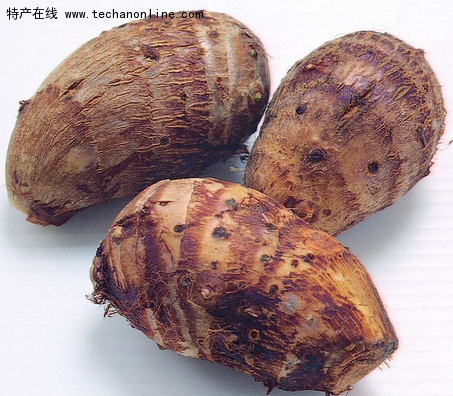 建昌红香芋