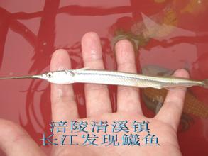 长江银鱼