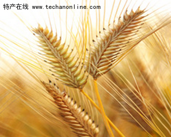 兴化红皮小麦