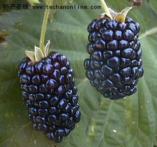 白马黑莓