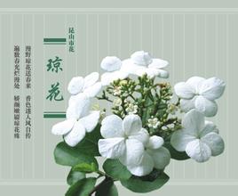 昆山琼花
