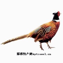 苏阳中草药山鸡