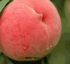 丰县桃