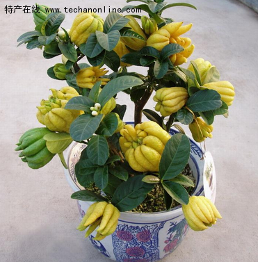 金华佛手