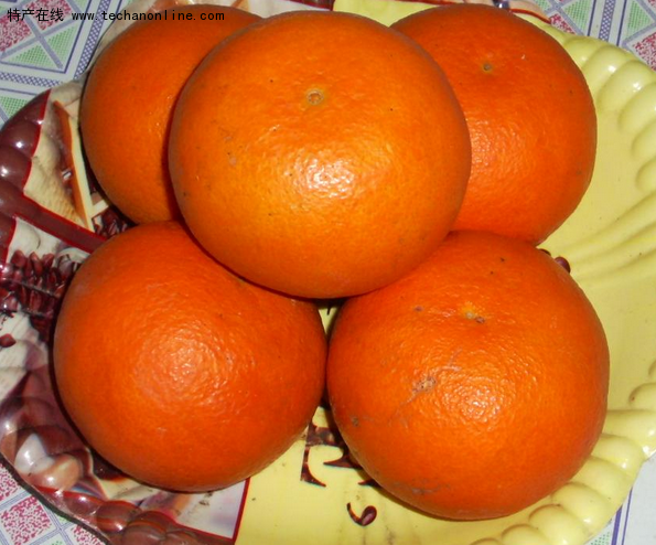 象山红柑桔