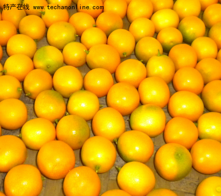 宁波金柑
