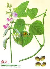 菱湖白扁豆