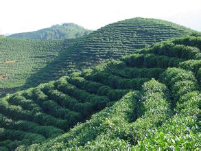 遂昌名茶