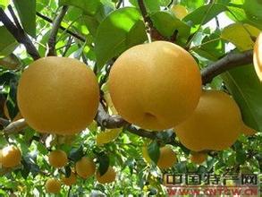杭州水蜜梨