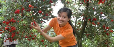 鹤溪杨梅