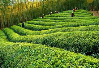 径 山 香 茗