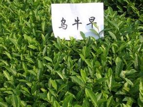 乌牛早名茶