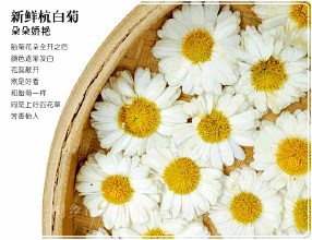 桐乡杭白菊