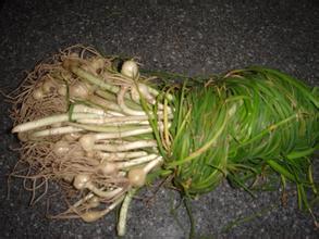 野葱