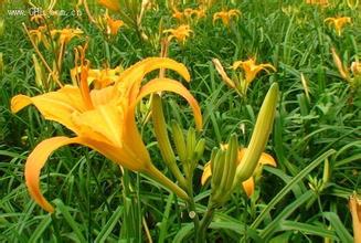 仙居黄花菜