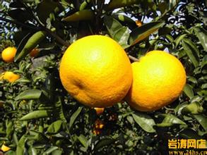 玉橙