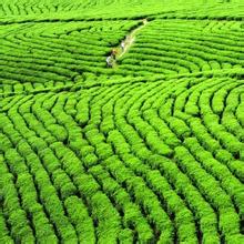松阳茶