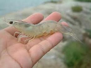 南美白对虾