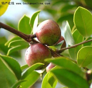 淮土茶油