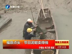 福建泥蚶