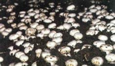 新当湖鲜蘑菇