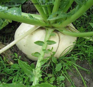 武平西郊盘菜