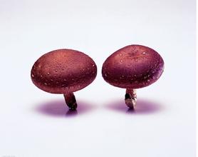 景宁食用菌