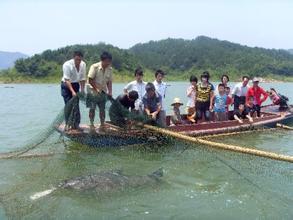 太湖青鱼