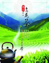 寿宁高山乌龙茶