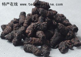 永定巴戟天
