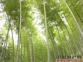龙游笋竹