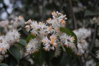 山矾花